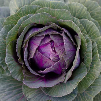 Cabbage (44)-9305254-28555.webp